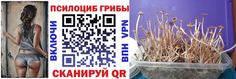 где продают наркотики  Мариинский Посад  Галлюциногенные грибы Psilocybe 